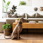 Fraser Outdoor/Indoor