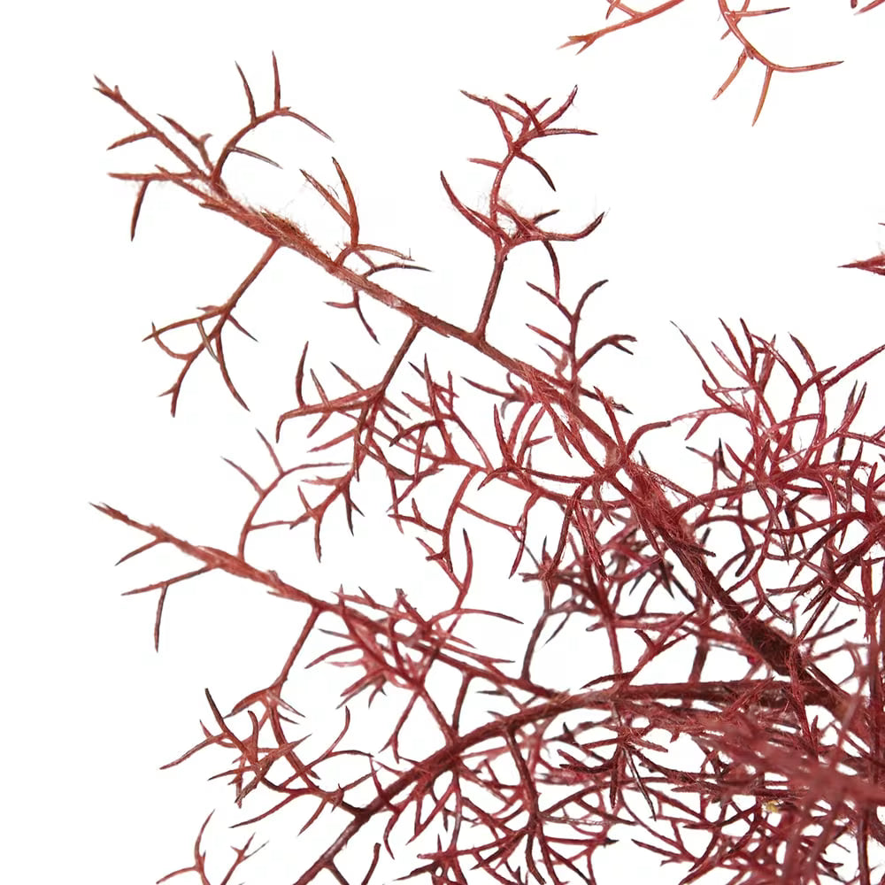 Smoke Tree Spray
