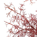 Smoke Tree Spray