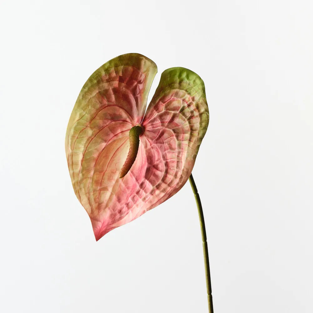 Anthurium Spray