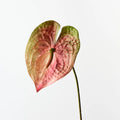 Anthurium Spray