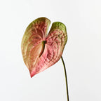 Anthurium Spray