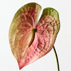 Anthurium Spray
