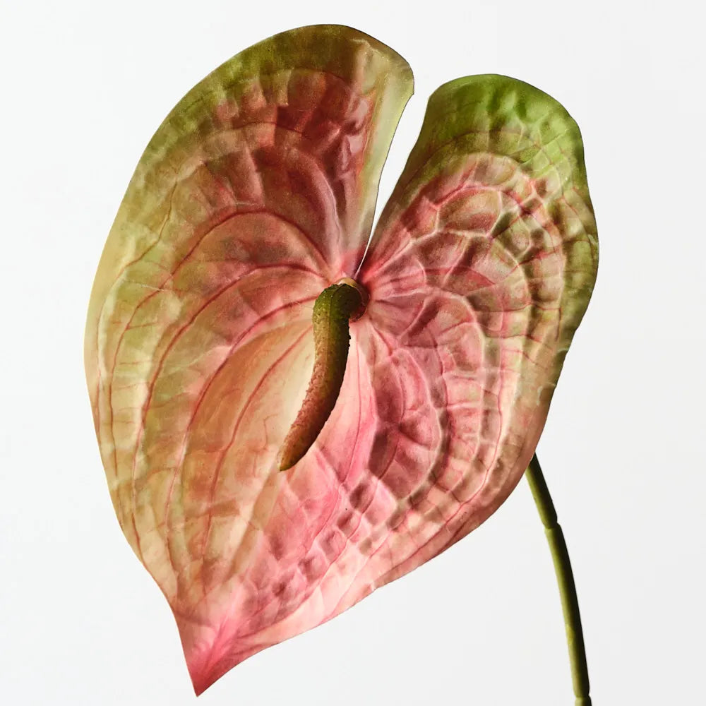 Anthurium Spray