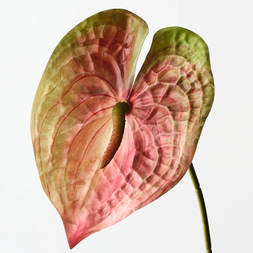 Anthurium Spray