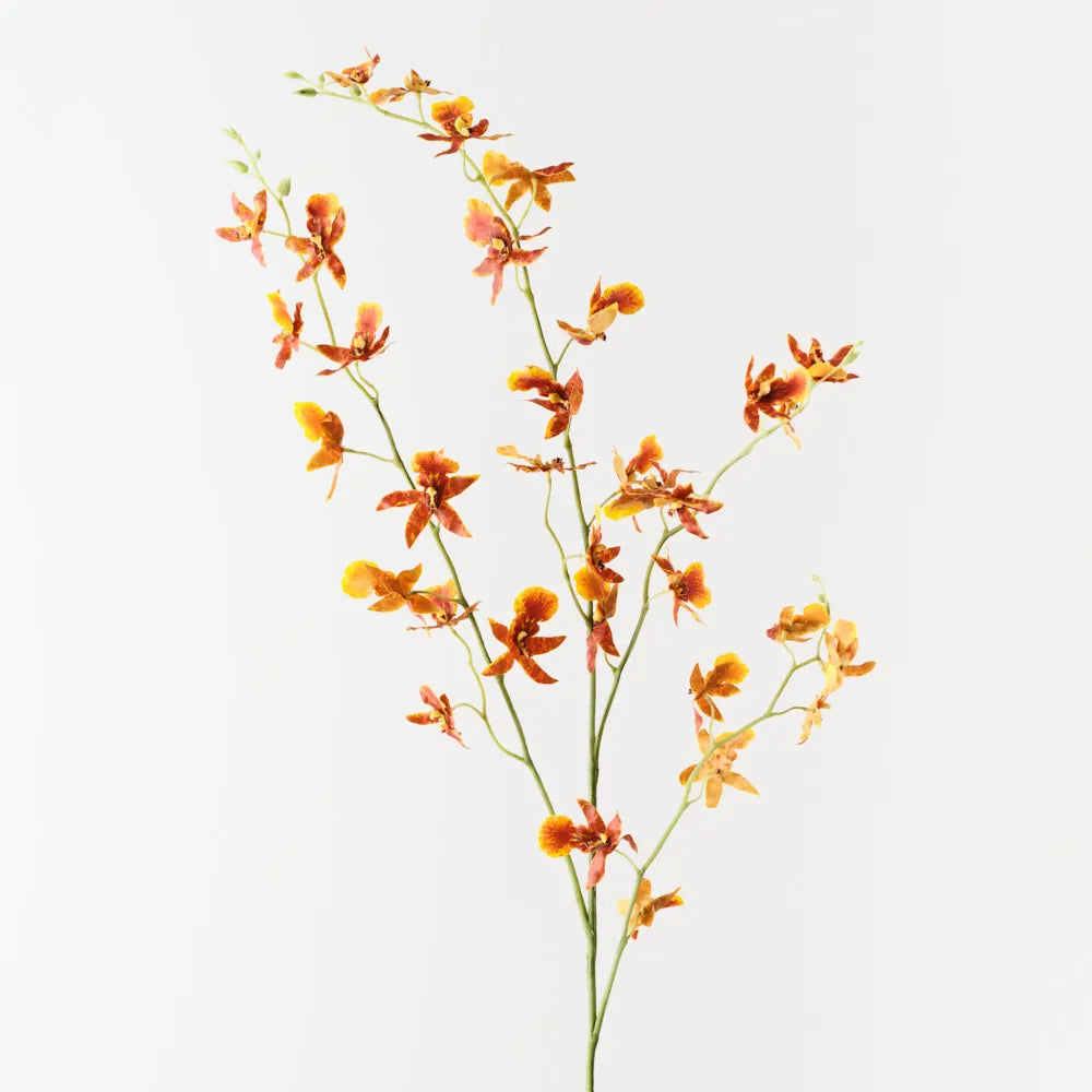 Oncidium Orchid Spray