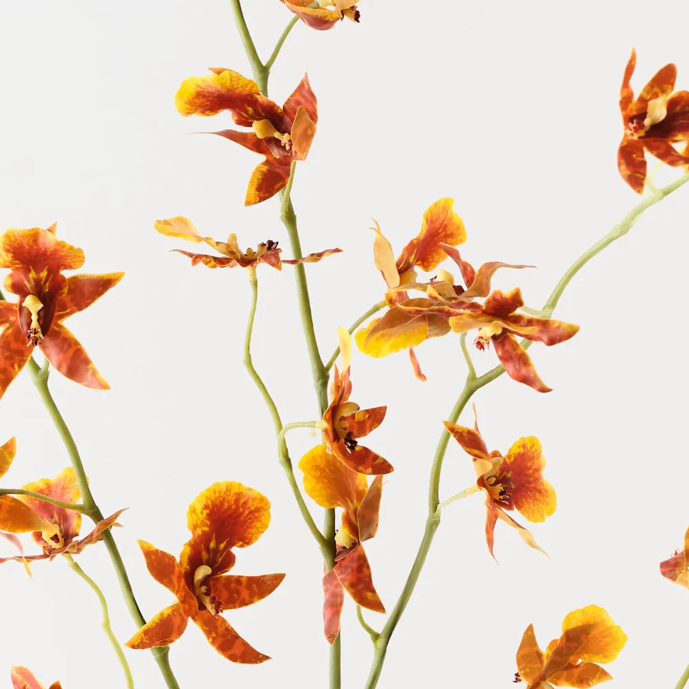 Oncidium Orchid Spray