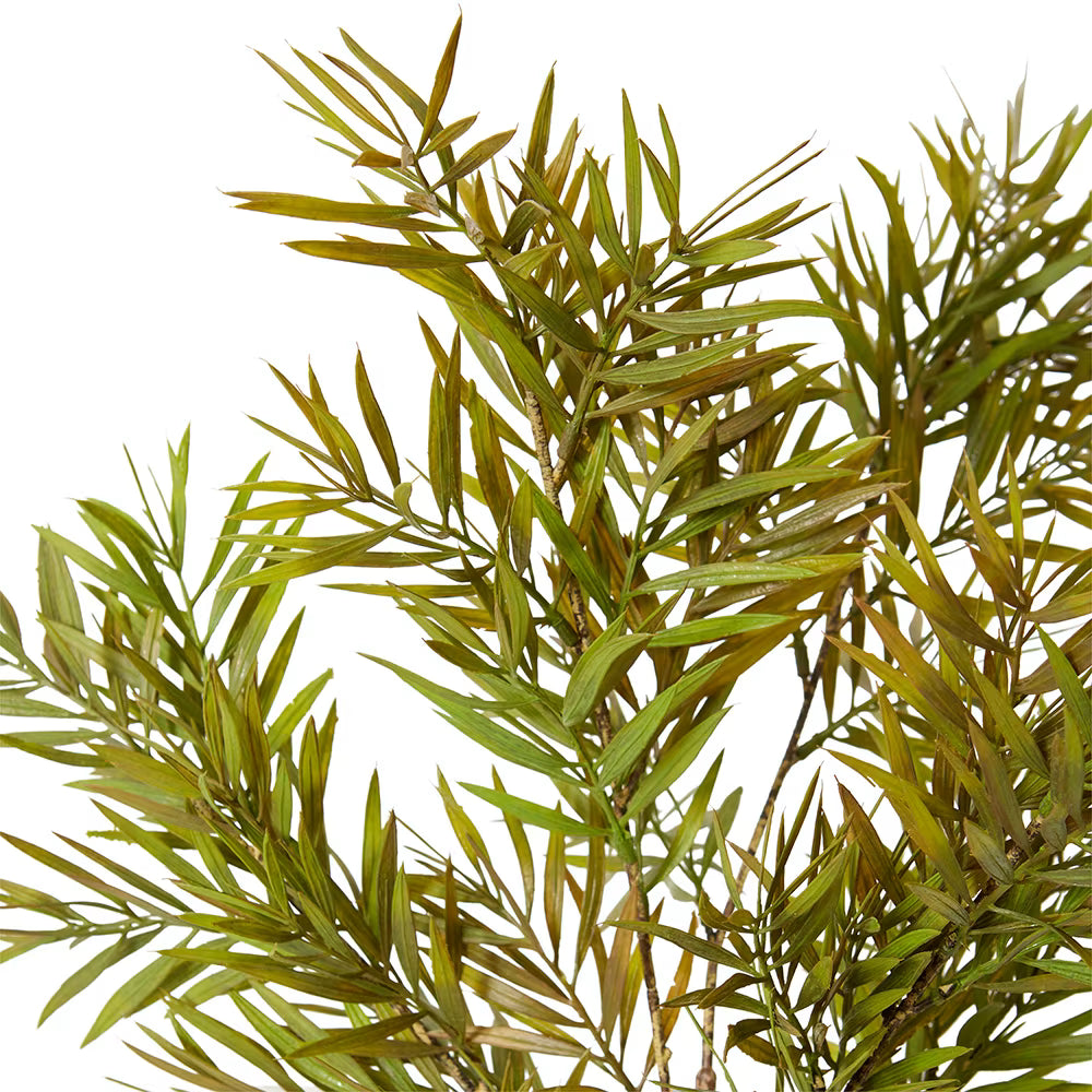 Grevillia Spray